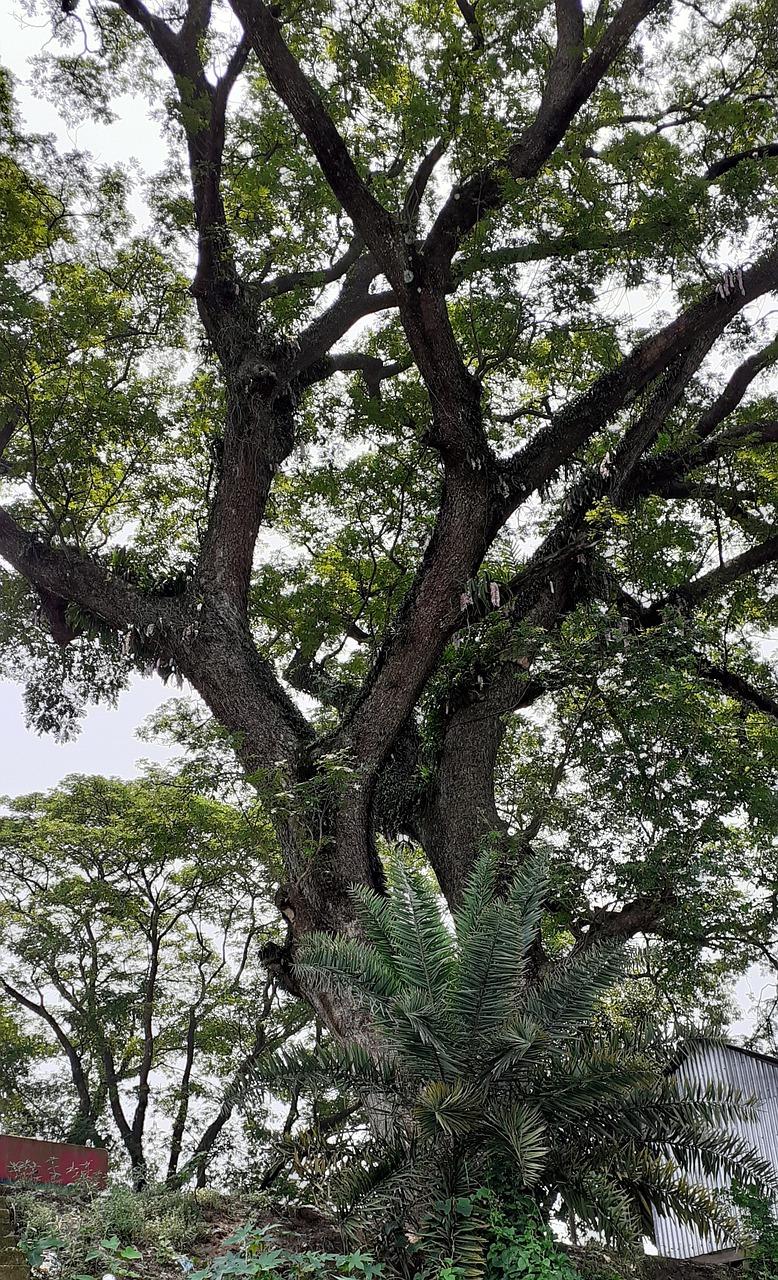 1. 油树品种介绍