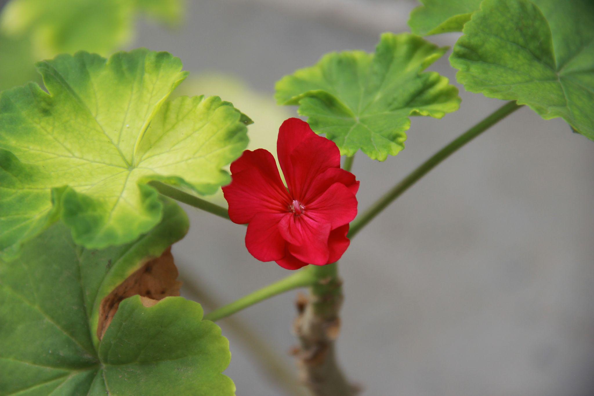 如何养好这只玉露