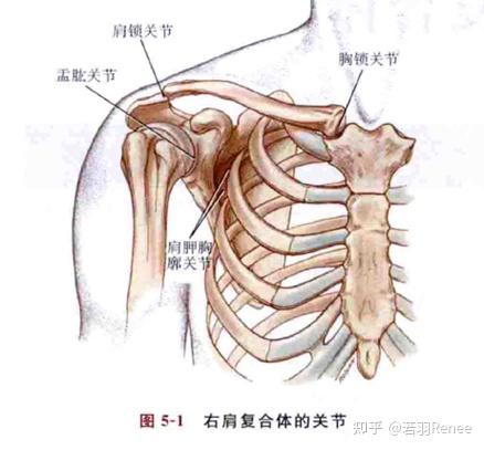 肩周炎哪里痛图片解析图片