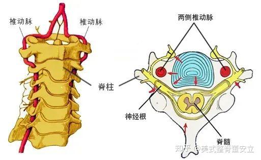 寰椎(第一颈椎)对其它脊椎的影响 - 知乎