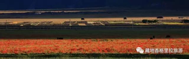 香格里拉10大必游景点“老司机”都去过,你走过几个?-香格里拉必看景点