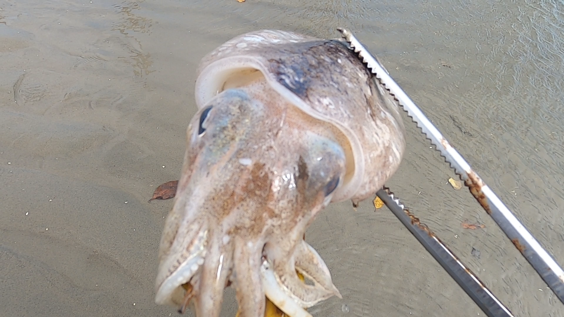 大海退潮後大洋趕海發現螃蟹正在吃狼魚條好大的珊瑚石帶回家