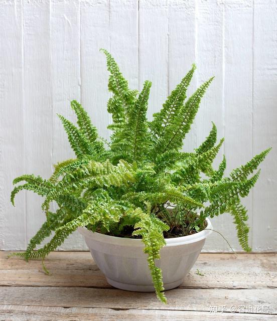 4种"睡眠花",卧室摆一盆,身体越来越好,难怪聪明人都在养