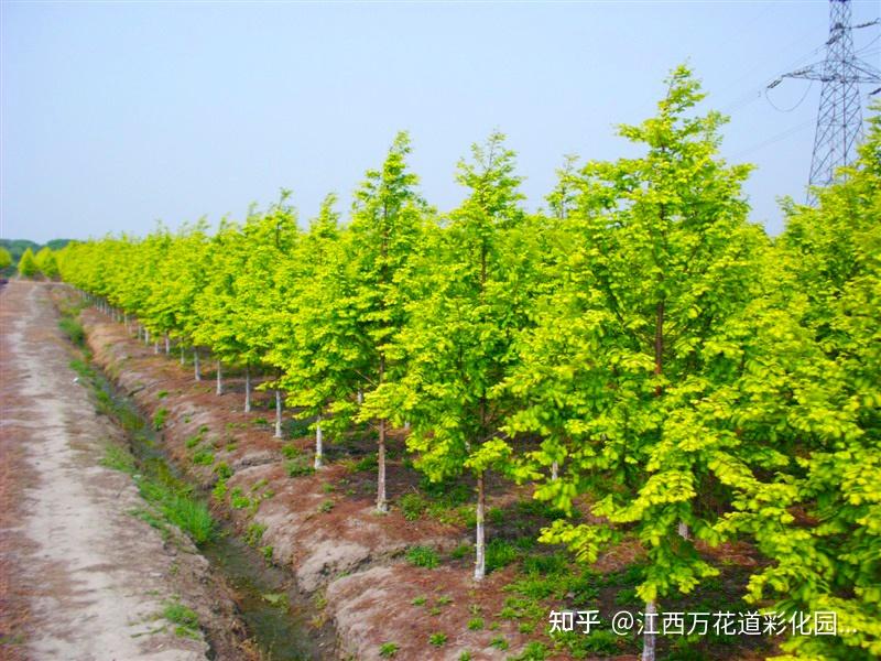 辉黄杉:彩叶苗木成园林设计新宠 - 知乎