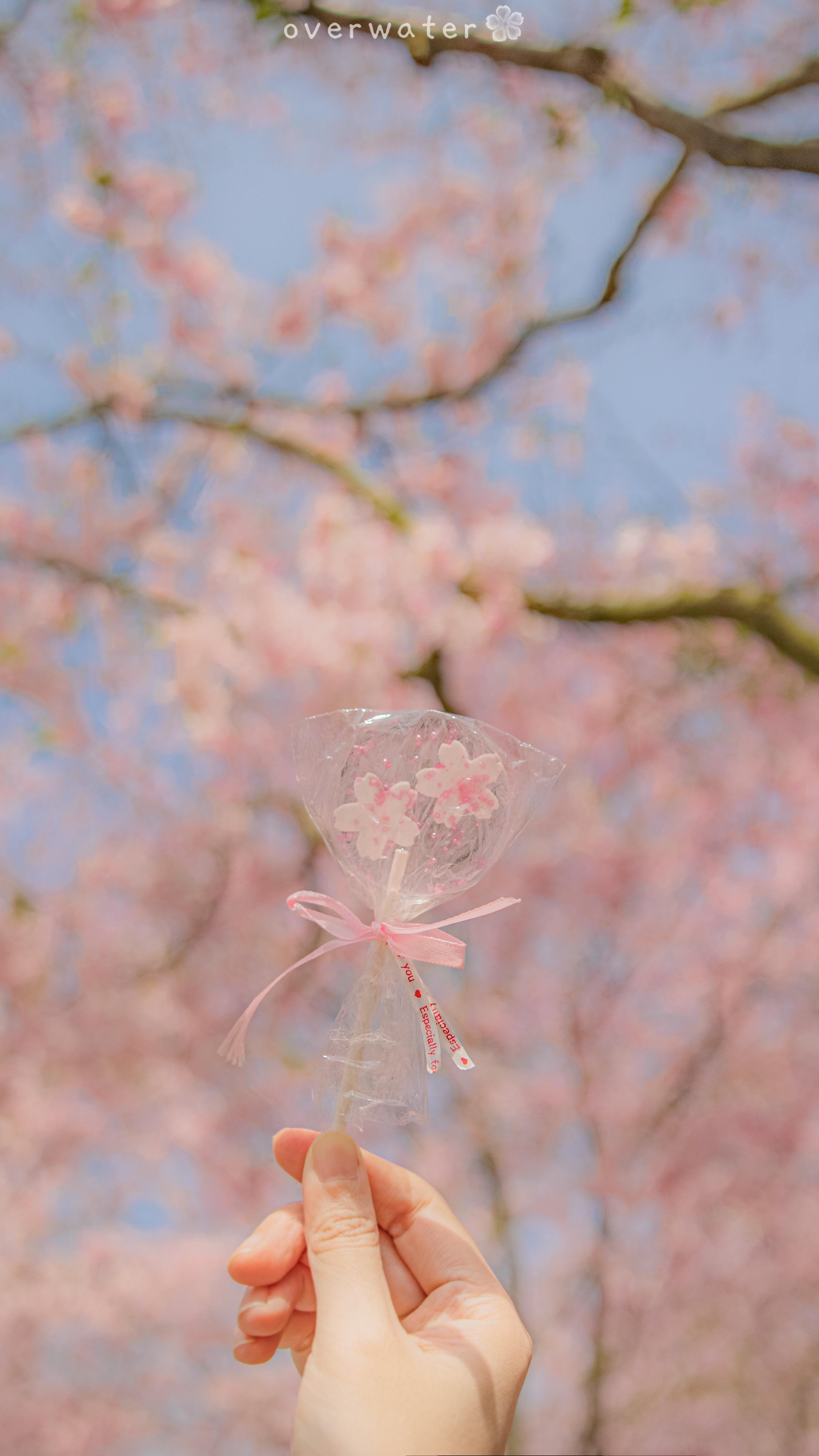 有哪些美到不可方物的樱花主题壁纸
