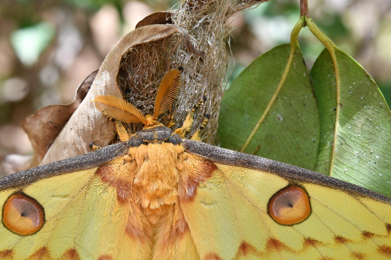 5. 蚁窝近在咫尺