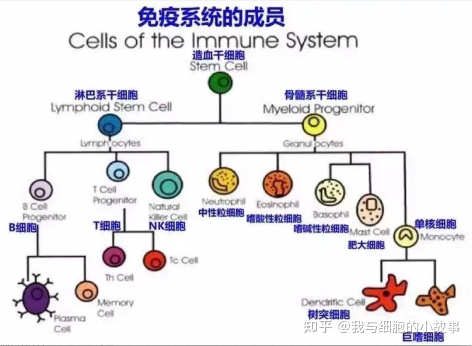 细胞(淋巴细胞,血小板等),以及免疫活性物质也叫免疫分子(免疫球蛋白