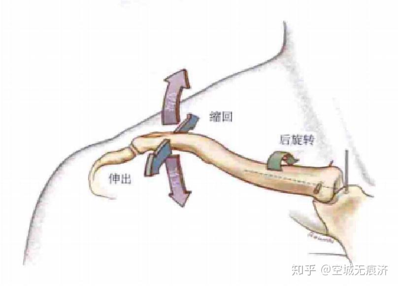 胸锁关节运动图片