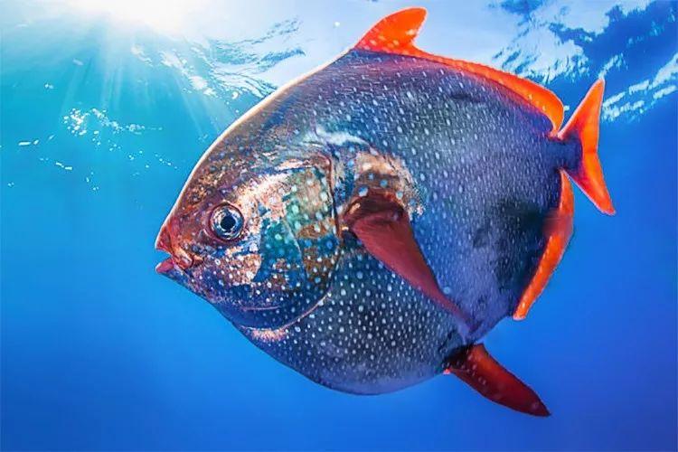 首个被证实的温血鱼自带加热棒效果这技能没谁了