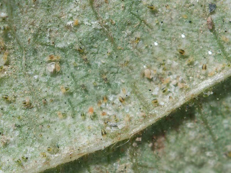 草莓红蜘蛛爆发教你如何科学防控