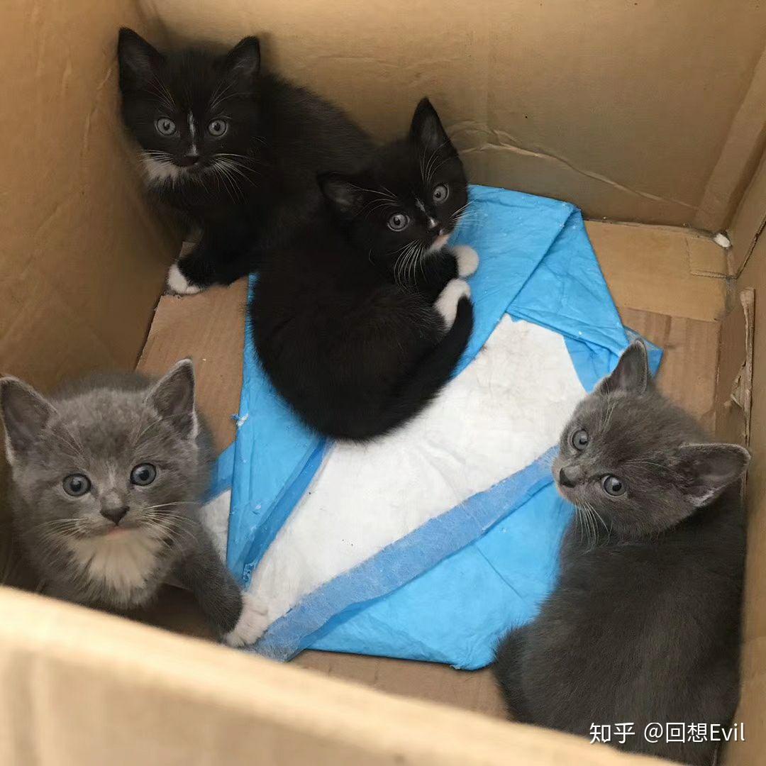 有人试过布偶猫和蓝猫配种的吗