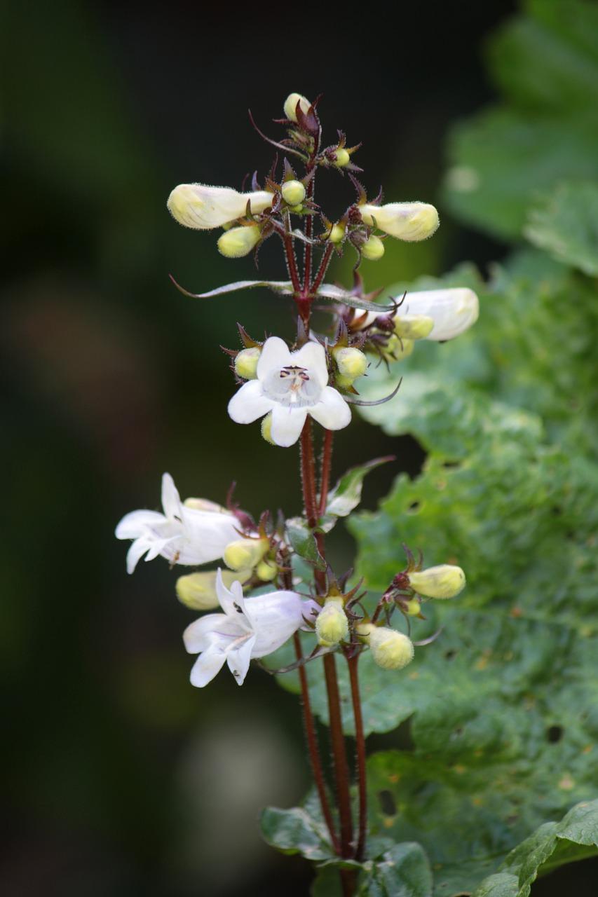 花园锦簇代表什么数字