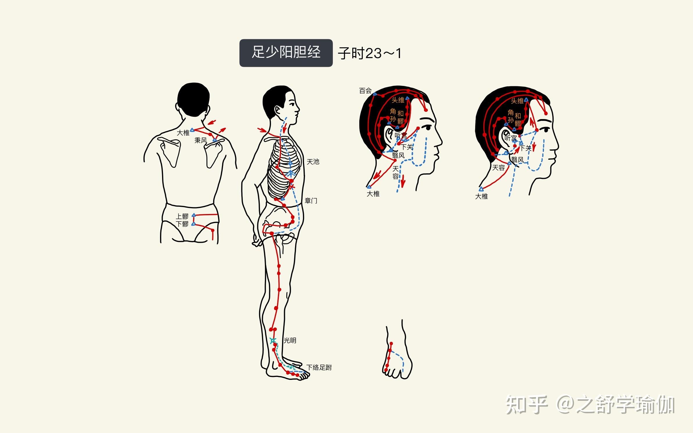 腿部肝经胆经的位置图图片