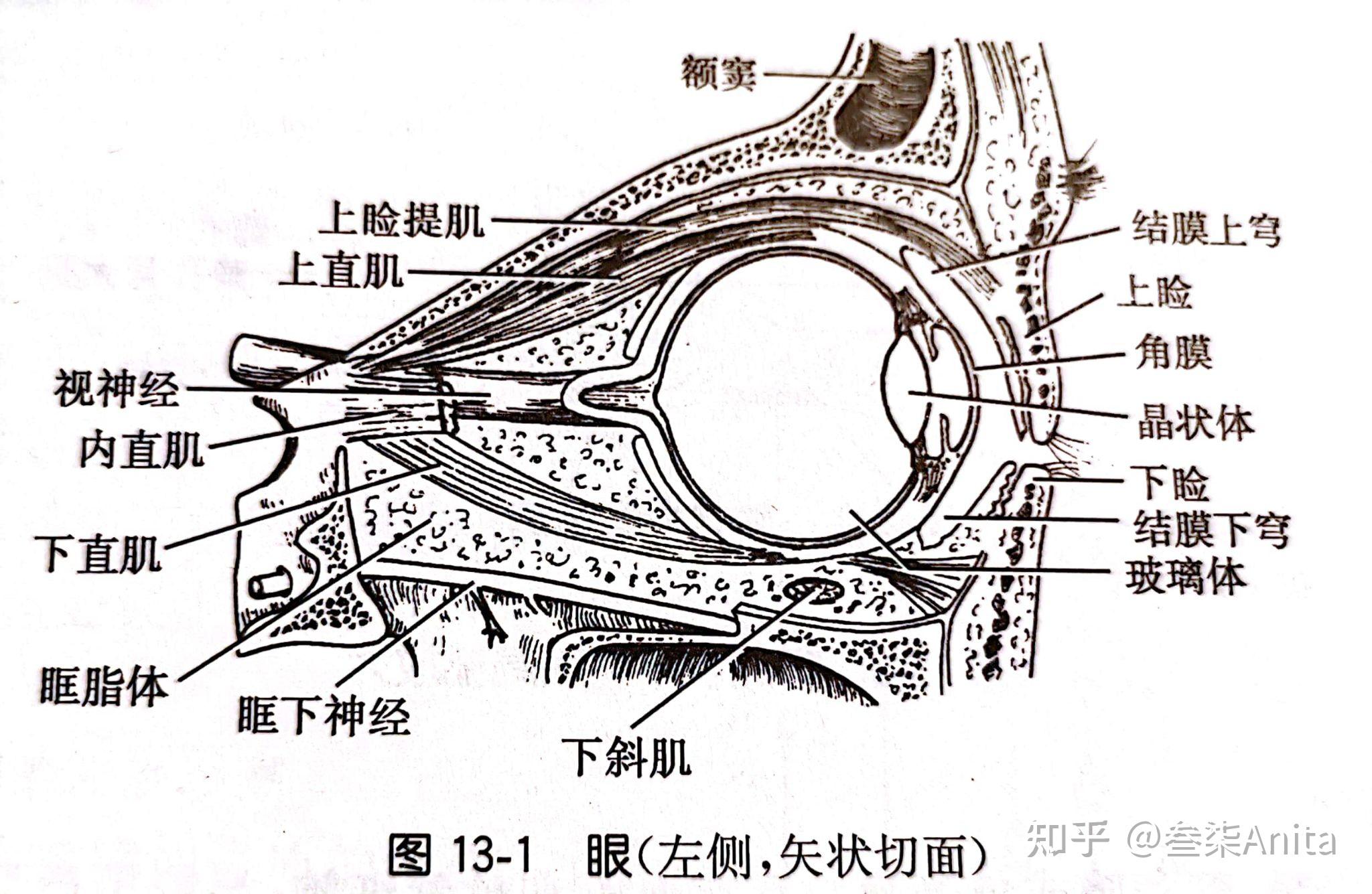 的结构嗅黏膜和嗅球的结构肌肉纺锤的结构从疼痛刺激到疼痛感知皮肤的