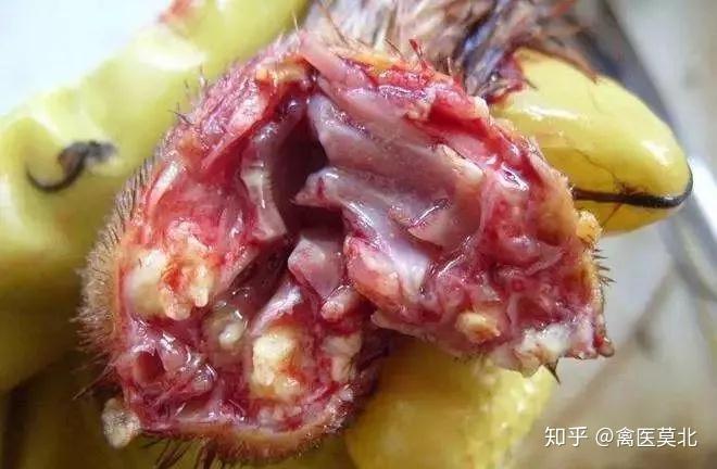 鸡支原体感染症状图片怎样预防鸡支原体感染