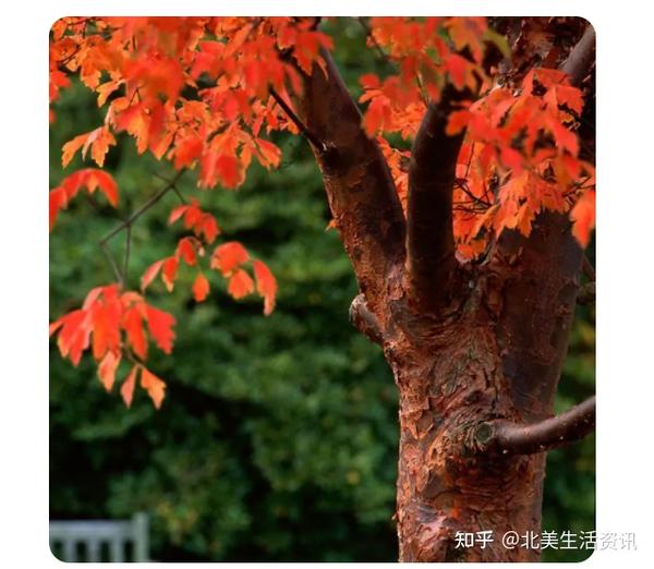 你知道吗?枫树居然有20种,分门别类了解一下! - 知乎