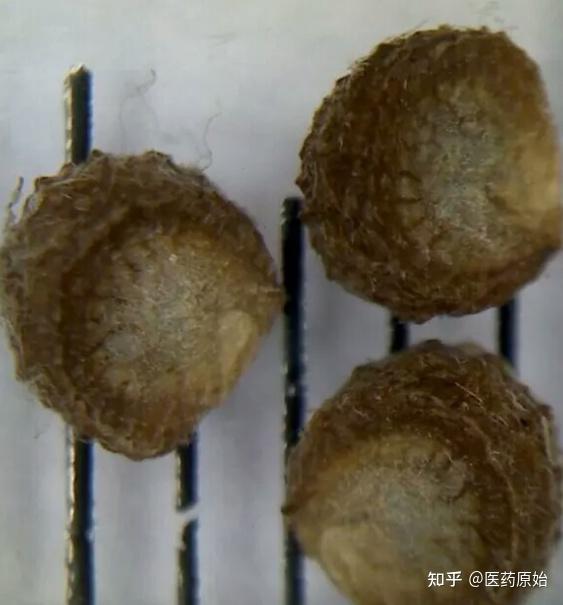 带你识别冬葵果