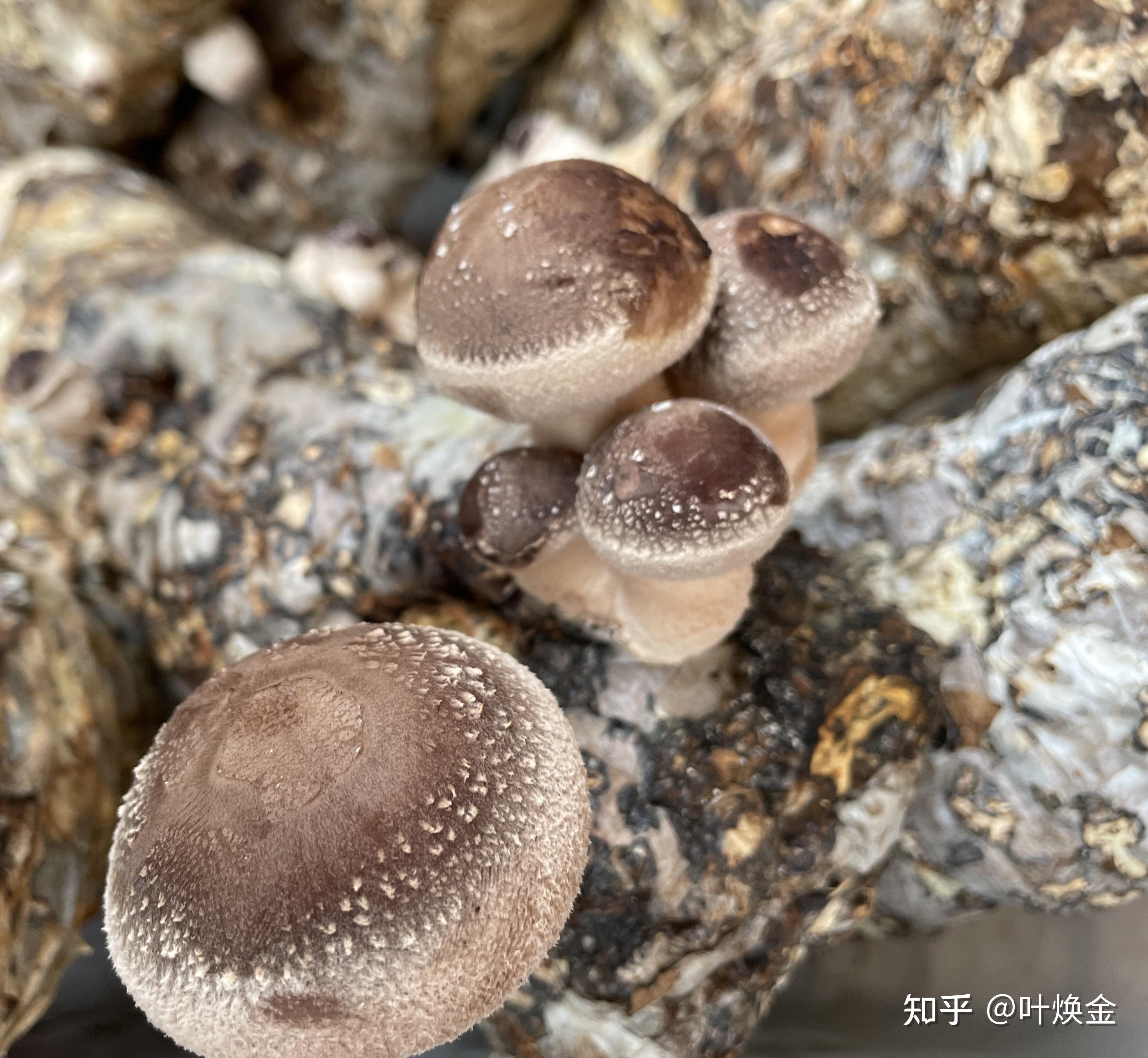 庆元香菇丽水特产国家地理标志产品