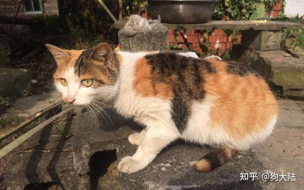 为什么三花猫少人养？原来这么可怕，怪不得养的人少了 - 知乎