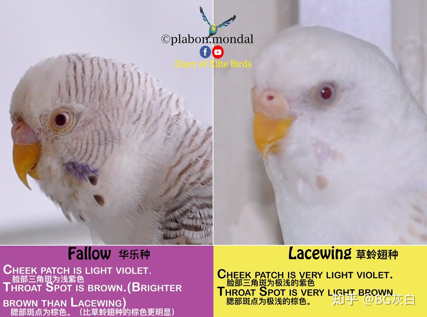 虎皮鹦鹉基因原理- 英国华乐（English Fallow） - 知乎