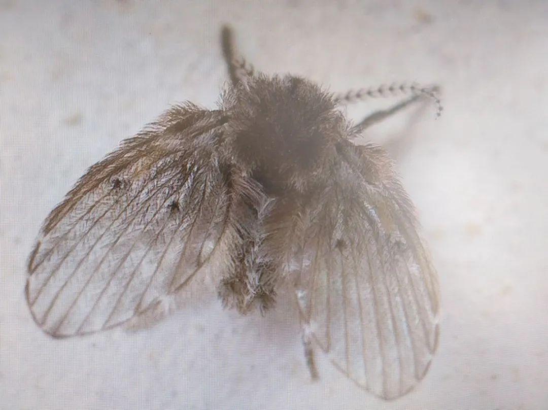 家里出现一种会飞的硬壳小黑虫是什么？有图_百度知道