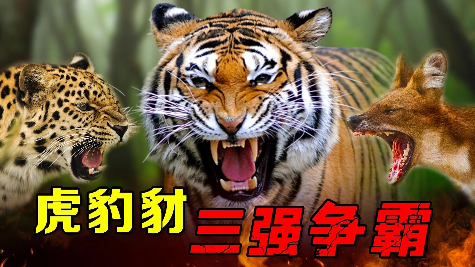 从老虎的真实战力聊到武术