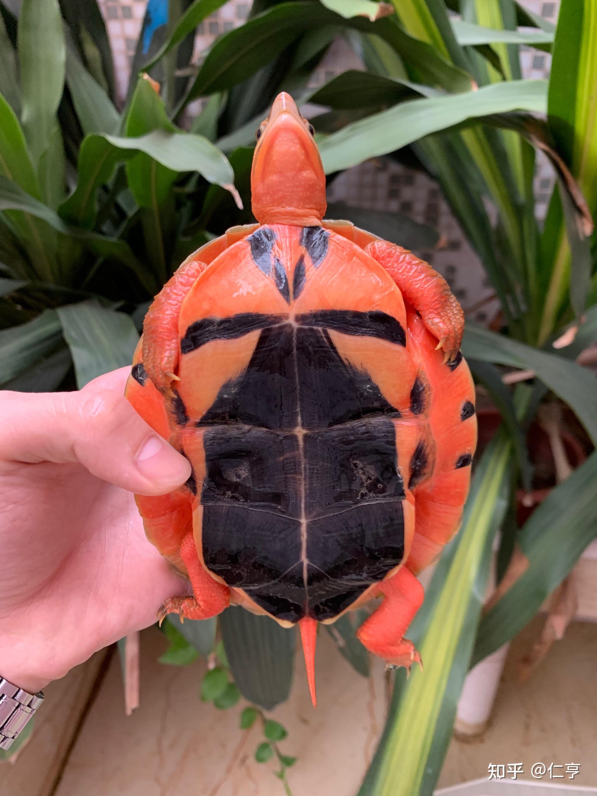 cyclemys trifasciata),龟科的一种,又叫三线闭壳龟,断板龟,红肚龟,金