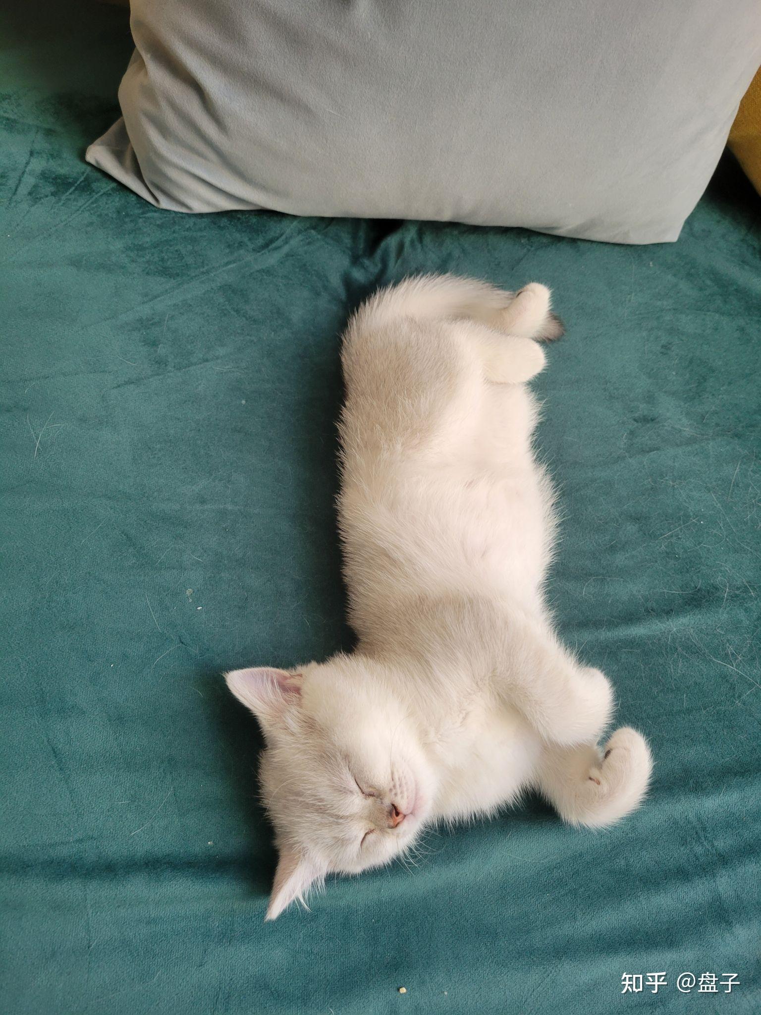 可以放一张猫猫睡懒觉的照片吗