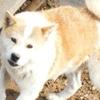 最英勇忠诚的土狗 台湾犬 知乎 最英勇忠诚的土狗 台湾犬 知乎