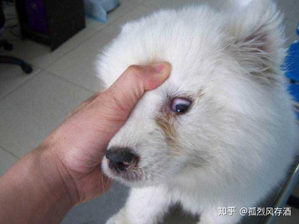 爱宠小科普 犬瘟热的鉴别与预防 知乎 爱宠小科普 犬瘟热的鉴别与预防 知乎