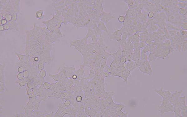 293t细胞在显微镜下的形态