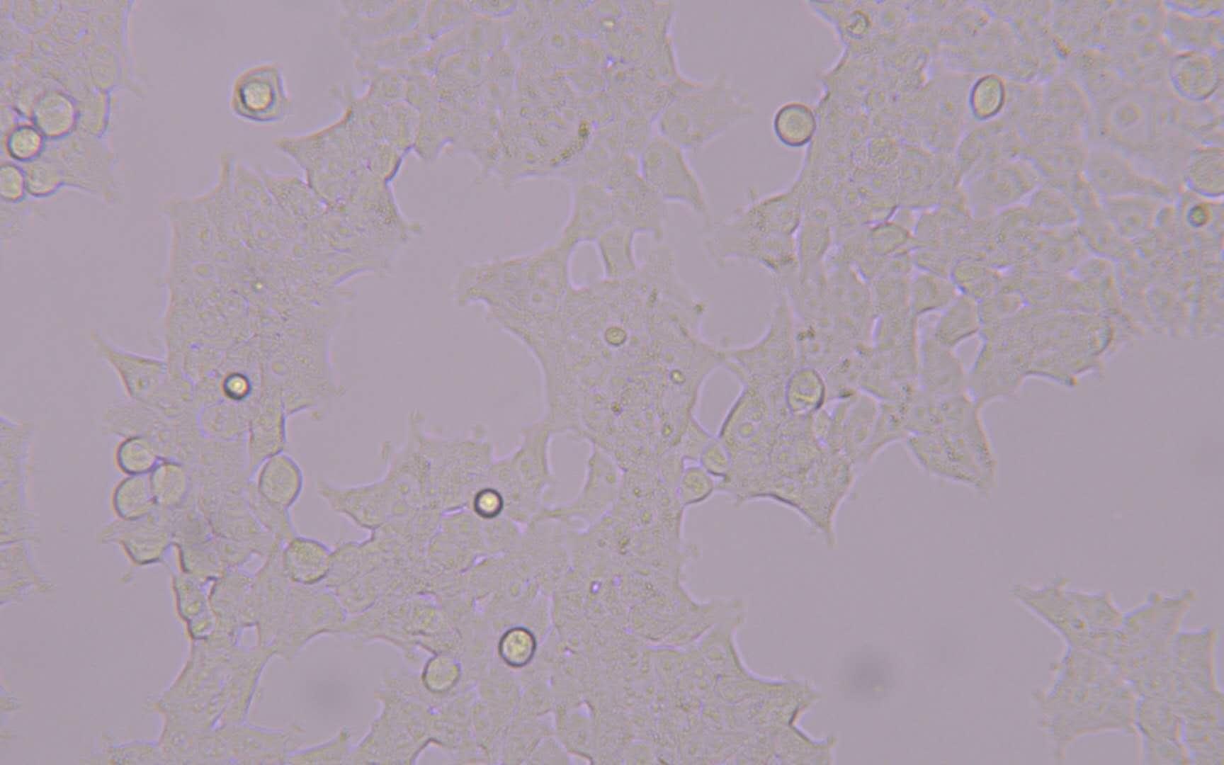 293t细胞在显微镜下的形态