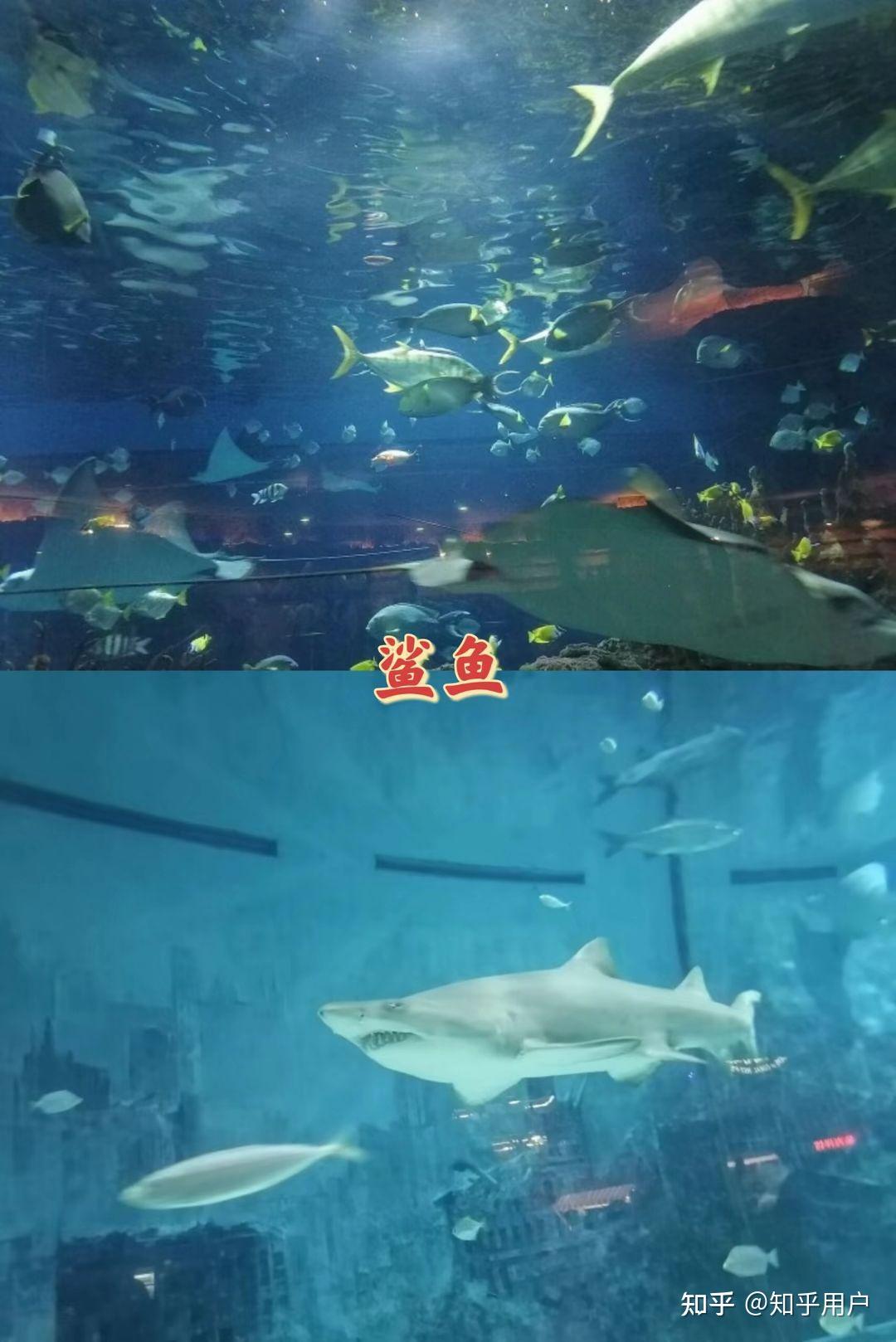 感受动感的海洋-北京海洋馆