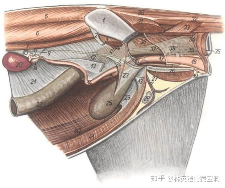 求母猫的尿道口,阴道口,肛门的位置示意图? - 知乎