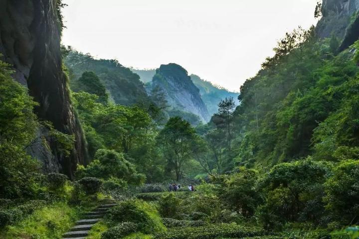 “三坑两涧”的岩茶凭啥能卖出天价?看完这篇就懂了! - 知乎