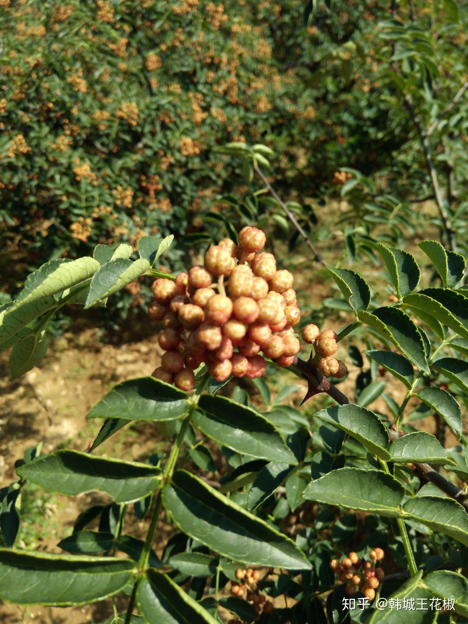 狮子头花椒和黄盖花椒哪个好? - 知乎