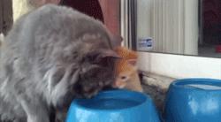 小奶猫跟着妈妈学习喝洗脚水 还有滋有味的 笑尿了 知乎