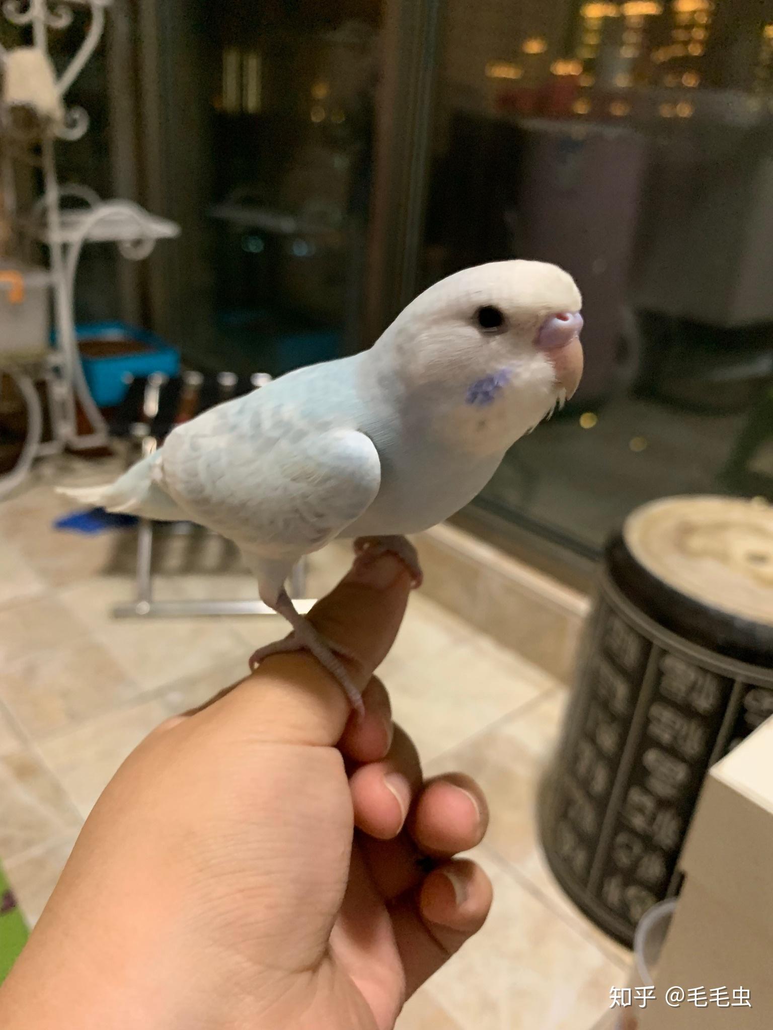 手养虎皮鹦鹉新手一枚