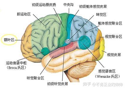 脑部分区