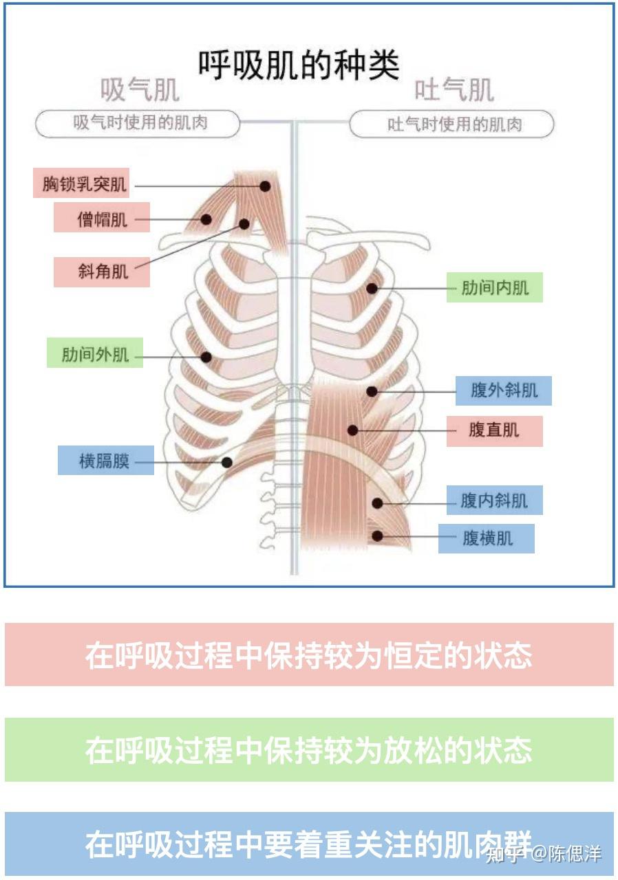 肌(包含肋间肌在内的辅助呼气肌群)和吸气肌(包含膈肌在內的吸气肌群)