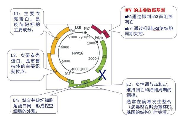 hpv-e6-e7