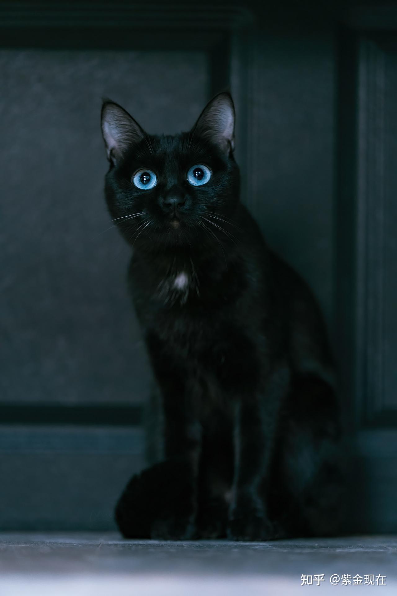 黑猫的照片图片大全图片