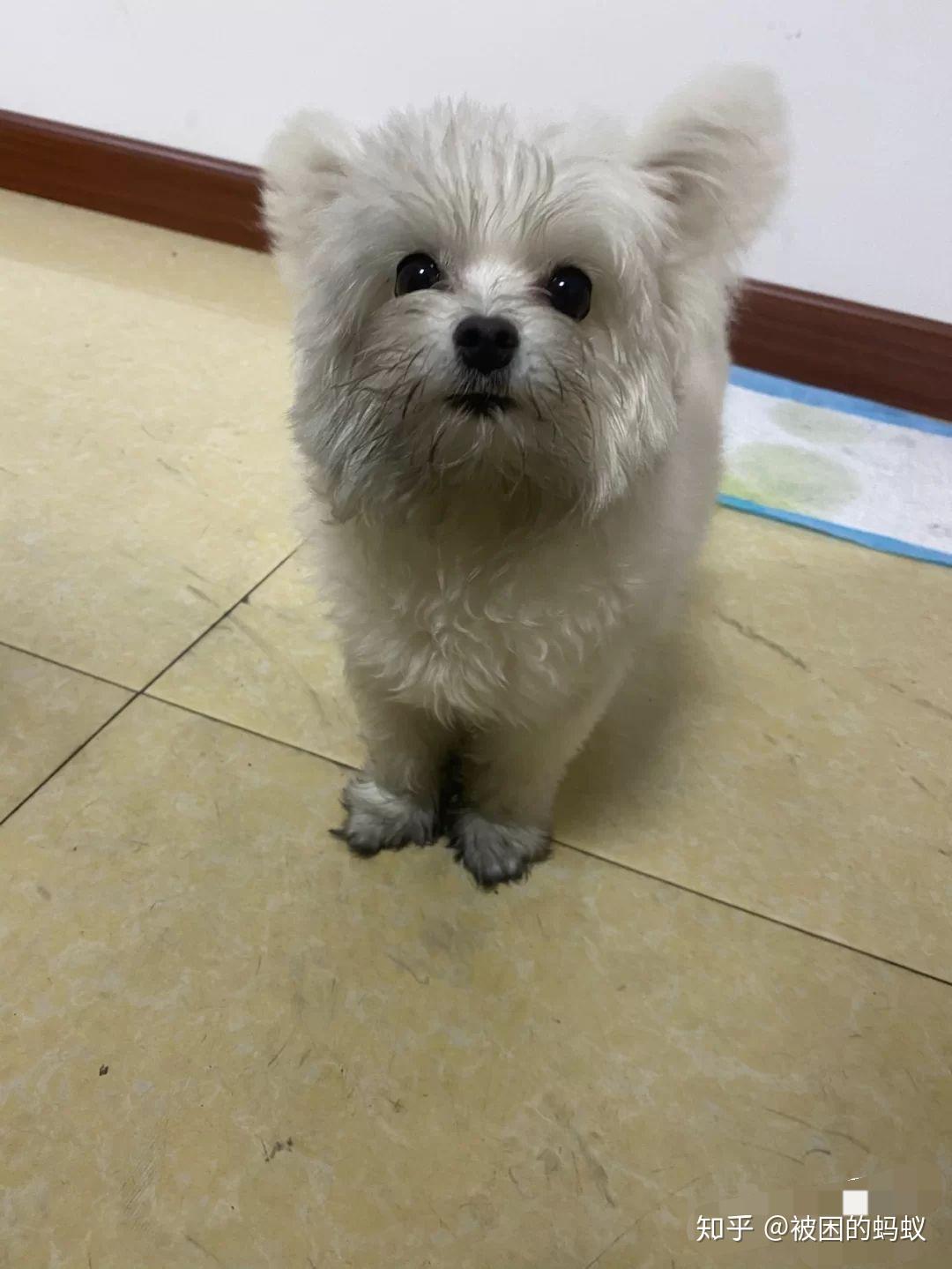 博美和比熊的串串能长多大?成犬什么样子? - 知乎