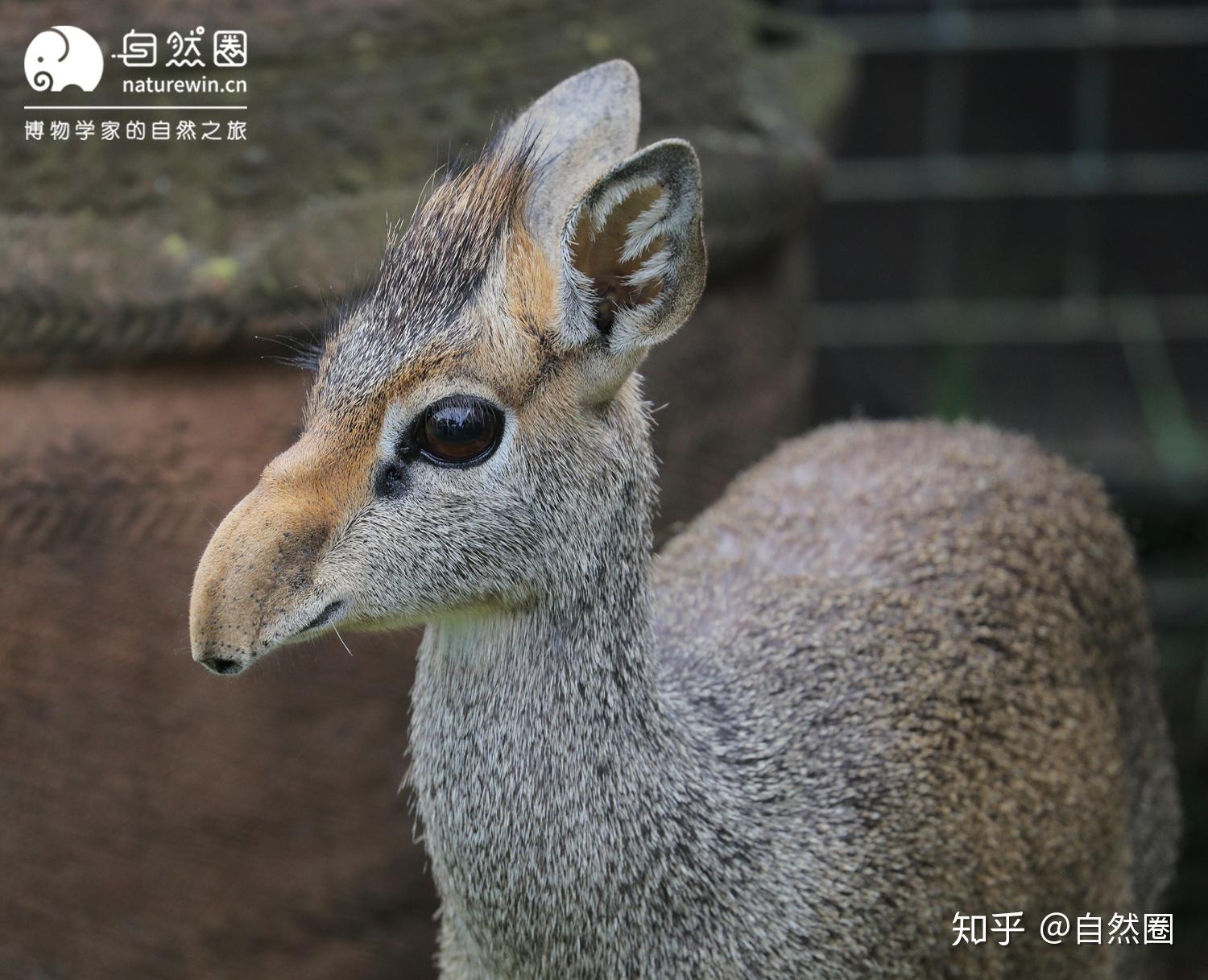 多图预警 | 非洲羚羊大选美——力量、犄角与速度 - 知乎