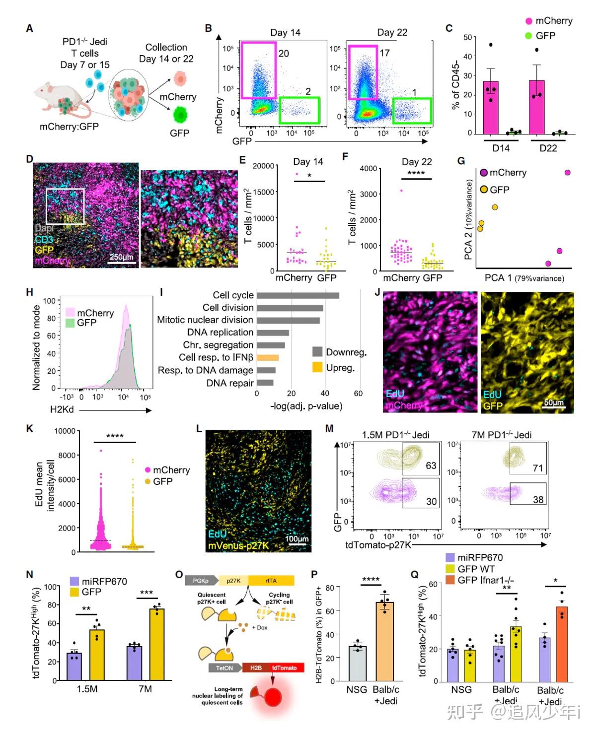 10x单细胞空间揭示quiescent Cancer Cells空间构建微生态位对抗免疫治疗 知乎