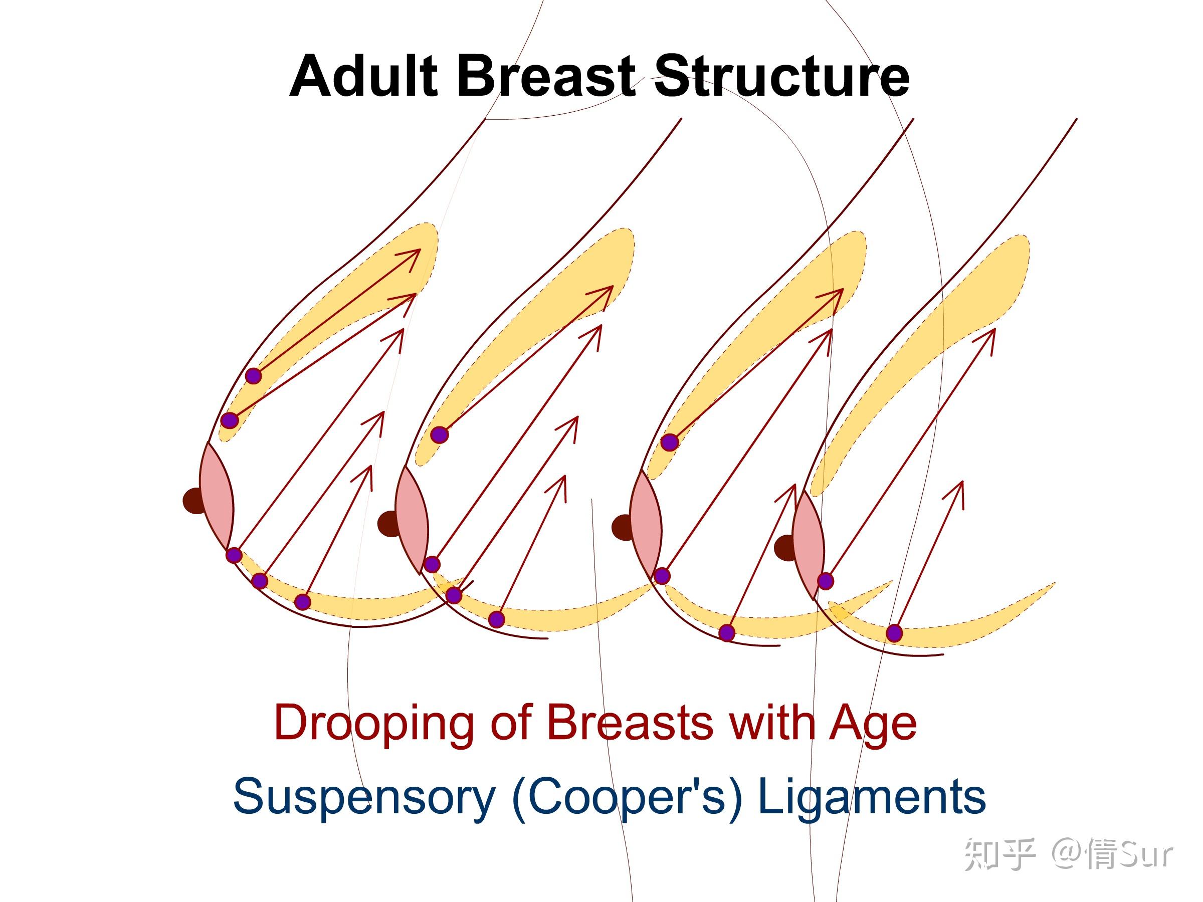 图4-4 女性乳房的结构 (示输乳管)-妇产科临床解剖学-医学