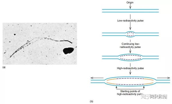 分子生物学 | DNA复制的一般特征 - 知乎