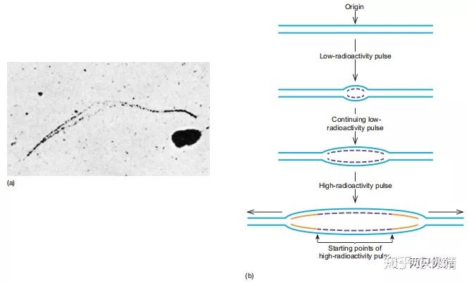 分子生物学 | DNA复制的一般特征 - 知乎
