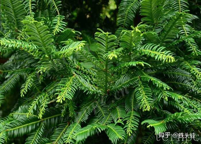 中国特有古老解孑遗植物——篦子三尖杉 - 知乎