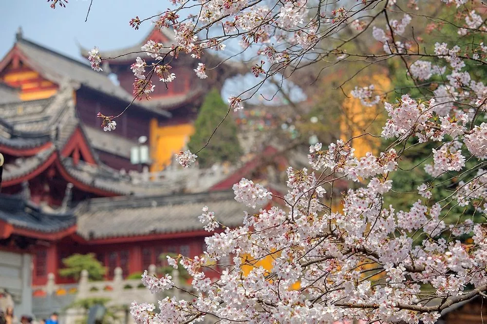 鸡鸣寺的樱花开了图片图片
